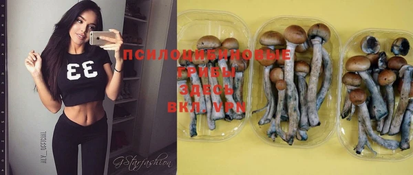 индика Абаза